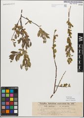 Foto von Salix myrsinifolia Salisb.